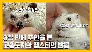 3일만에 주인을 본 고슴도치와 햄스터의 반응