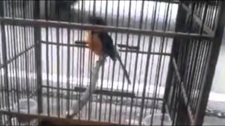 Download Video Kicauan Burung Murai Mantap | Komunitas Kicau Burung