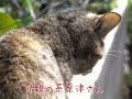 けしからん！かわいさの野獣達