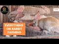 Tips: Everything on rabbit farming