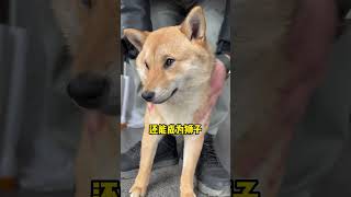 养小狗等于养3种动物 Raising puppies is equivalent to raising three animals