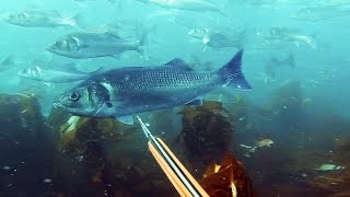 SPEARO LIFE - EPISODE 2 Big bass spearfishing goes wrong! A day of fails...