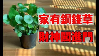 家中此處養盆銅錢草，財神天天來做客，無憂無慮不缺錢！99%人都不知道！|易學智慧