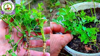 Mutlaka Deneyin🌱Bütün Kış Ve Yaz Boyunca Maydanoz Toplayacaksın🌱Maydanozu Kışın Asla Soğukta Bırakma