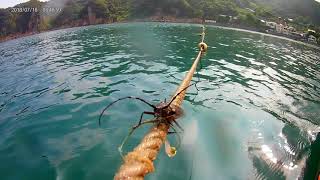 岩地海水浴場　海中にミヤマカミキリ