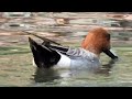 eurasian wigeon european wigeon widgeon mareca penelope ducks waterfowl water birds