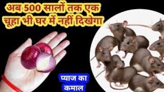 अगले 500 सालों तक एक भी चूहा  नही दिखेगा इस घरेलू तरीके से 😱 rid of mouse/ chuhe bhagane ka tarika