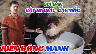 Giá Bán Cầy Hương Cầy Mốc Biến Động Mạnh Chồn Mốc Bao Tiền Một Đôi.