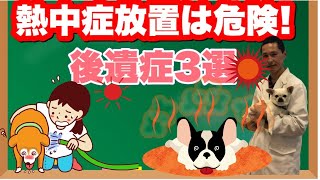 犬の熱中症放置して起こる3つの後遺症とは？【獣医師監修】