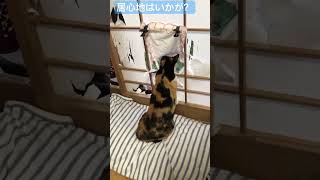 後輩が開けた穴で外を見るのがお気に入りなので特等席にしてみた #飼い猫