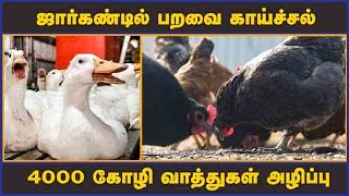 ஜார்கண்டில் பறவை காய்ச்சல் 4000 கோழி வாத்துகள் அழிப்பு