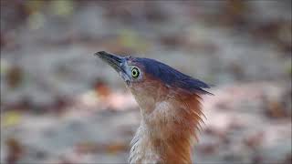 偶爾嚇嚇大笨鳥！－鳳頭蒼鷹幼鳥