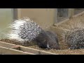 穴を掘るアフリカタテガミヤマアラシ 茶臼山動物園 2018年4月15日