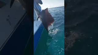 Sailfish : Amazing sea fishing #sea #fisherman #fishing #sportfishing #fishermanslife #oceanfishing