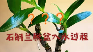 意外！ 石斛兰脱盆入水过程