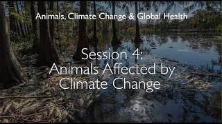 Animals Affected by Climate Change