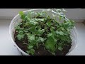 how to grow cilantro on the windowsill at any time of the year