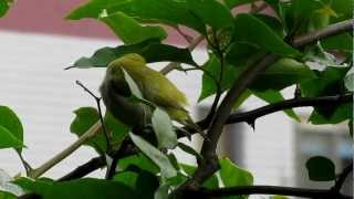 陽台上的緑繡眼 White-Eyes on the balcony