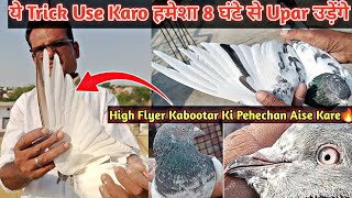 High Flyer Pigeon Ki Pehechan Kaise Kare | Aniruddha Alone