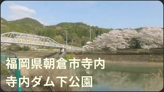 Walk sound: Maybe a little-known spot Cherry blossoms in Terauchi Dam Downstream Park 210324