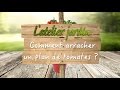 Comment arracher un plan de tomates ?