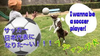 サッカーをする犬 ヘディングに挑戦 Dog playing soccer.