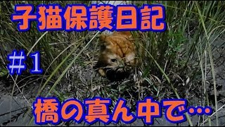 【子猫保護日記#1】橋の真ん中に佇む茶トラの子猫…