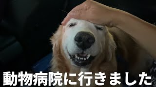 老犬ゴールデンレトリバー また動物病院に行きました A senior golden retriever visited a vet again.