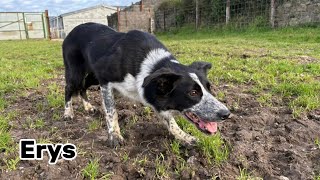 Lot 81: Erys - 13.10.24 Farmers Marts Dolgellau Online Sheepdog Auction