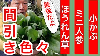 【秋冬野菜の間引き色々】ほうれん草・ミニ人参・小カブの最後の間引き