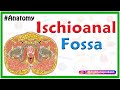 Anatomy of the ischioanal (or ischiorectal) fossa