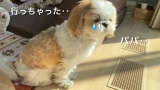 【シーズーのお留守番】待っている様子に胸が締め付けられました【犬vlog】