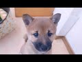 【豆柴】子犬　11 14　女の子♀　摂州宝山荘　mameshiba dog puppy （mame shiba inu