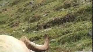 Trophy Dall Sheep - Alaskan Periemter Expeditions