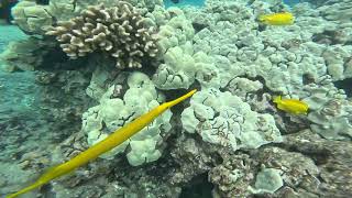 Yellow Trumpet Fish