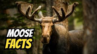 15 Things You Didn’t Know About Moose