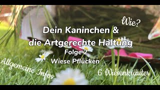 Dein Kaninchen und die artgerechte Haltung | Wiese Pflücken