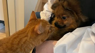 猫がポメラニアンと遊んだら面白いことになりすぎた It would be too funny if the cat played with the Pomeranian