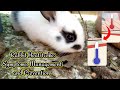 Rabbit Heatstroke - Symptoms, Management and Prevention || All About Rabbits