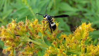 See What We Can See Shorts: Four-toothed Mason Wasp