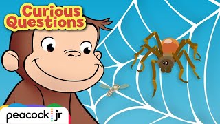Why Do Spiders Build Webs? | CURIOUS QUESTIONS