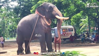 guruvayur akshayaKrishna🔥|#ഗുരുവായൂർ #ആനക്കോട്ടയിലെ#വളർന്നുവരുന്ന#ഇവൻ#ഭാവി#വാഗ്ദാനം#അക്ഷയകൃഷ്ണ#yt