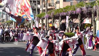 綺楽々翔華さんの「 爛漫 」　春日部藤まつり2015