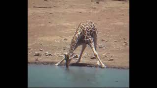 Жираф пьёт воду под Yeat Big Boy Racks | Yeat x Joony - Big Boy Racks