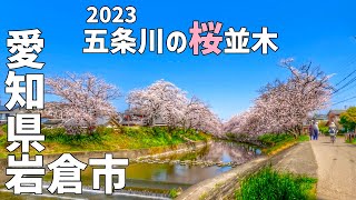 【岩倉市】2023 五条川の桜並木をサイクリング - のんぼり洗い - 【Biking / Cycling】