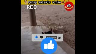 Funny animals video | Funny dogs | Cute dog🐕#dogs #funnyanimals #shorts #short #Nmanimalslover Ep 43