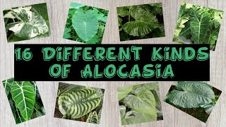 16 Different Kinds Of Alocasia