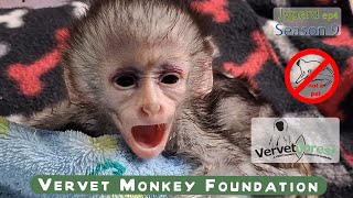 "The Smallest Baby Monkey Rescued EVER! Jyperd, Watch Its Incredible Fight to Live!"