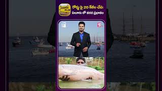 ఏలూరు రోడ్డుపై 20 కేజీల భారీ చేప | 20 kgs of Massive Fish on Eluru Road | Fishery News Telugu