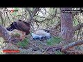 ep.378🦤booted eagle nest／todos los secretos pollos Águila calzada @directo natura